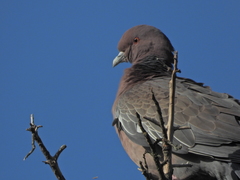 Patagioenas picazuro