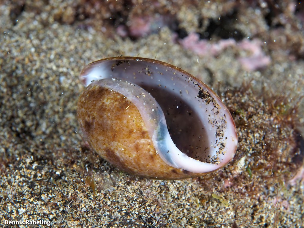 Bulla mabillei