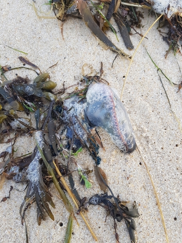 photo of Portuguese Man O' War (Physalia physalis)