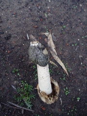 Itajahya galericulata