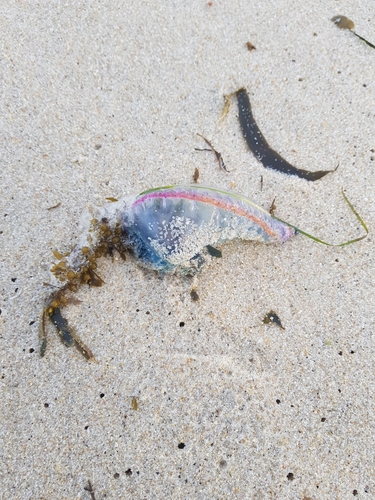 photo of Portuguese Man O' War (Physalia physalis)