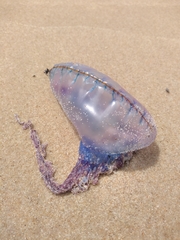 Physalia physalis