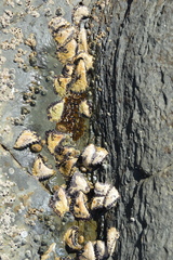 Saccostrea cuccullata