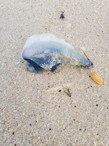 photo of Portuguese Man O' War (Physalia physalis)