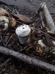 Itajahya galericulata