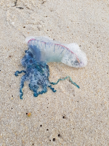 photo of Portuguese Man O' War (Physalia physalis)