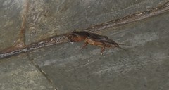 Gryllotalpa