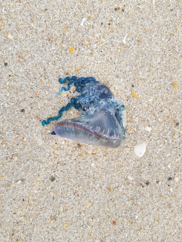 photo of Portuguese Man O' War (Physalia physalis)