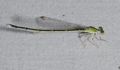 Enallagma vesperum