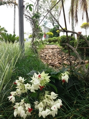 Clerodendrum thomsoniae
