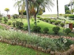 Clerodendrum thomsoniae