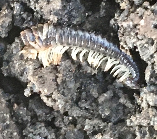 White-legged Snake Millipede, Cotswolds AONB, Stonehouse, England, GB, photo 10 of 10