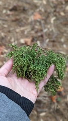 Chamaecyparis obtusa