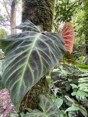 Philodendron verrucosum image