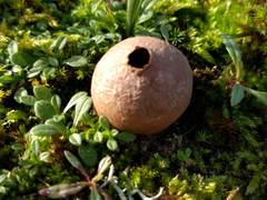 Lycoperdon lividum