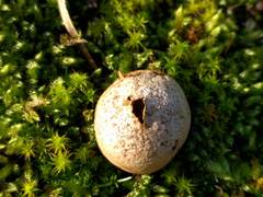 Lycoperdon lividum