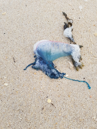 photo of Portuguese Man O' War (Physalia physalis)