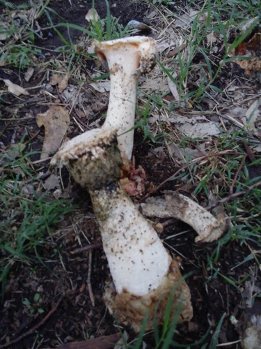 Itajahya galericulata, foto de la comunidad