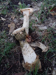 Itajahya galericulata