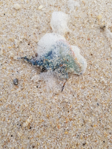 photo of Portuguese Man O' War (Physalia physalis)