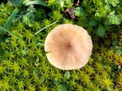 Omphalina galericolor