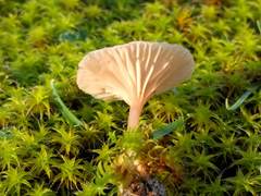 Omphalina galericolor