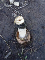 Itajahya galericulata