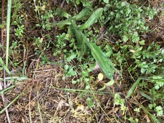 Pogogyne serpylloides