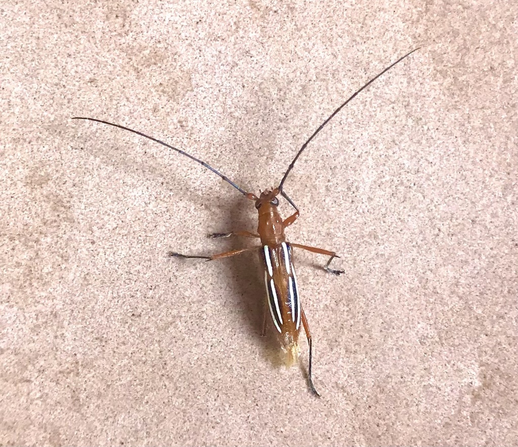 Erosida formosa