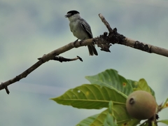 Pachyramphus rufus