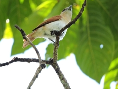Pachyramphus rufus