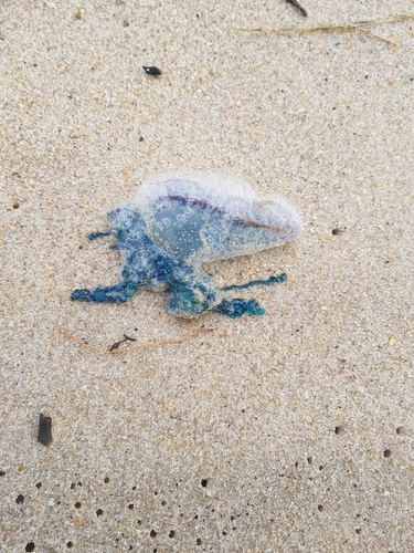 photo of Portuguese Man O' War (Physalia physalis)