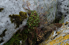 Saxifraga cuneata