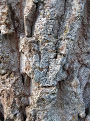 Arthoniomycetes