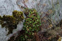 Saxifraga cuneata