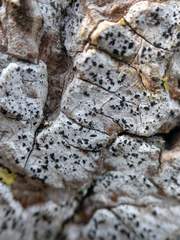 Arthoniomycetes