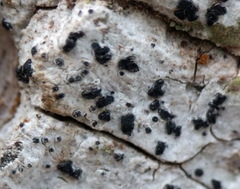 Arthoniomycetes