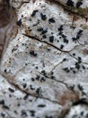 Arthoniomycetes