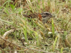 Zonotrichia capensis