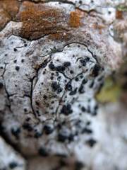 Arthoniomycetes