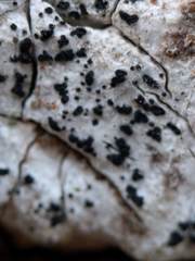 Arthoniomycetes