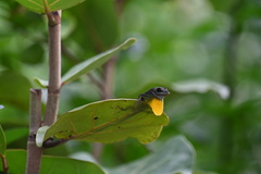 Anolis extremus