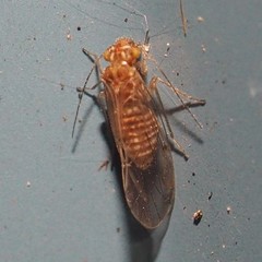 Lachesilla