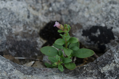 Chaenorhinum origanifolium origanifolium