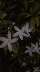 Tabernaemontana divaricata