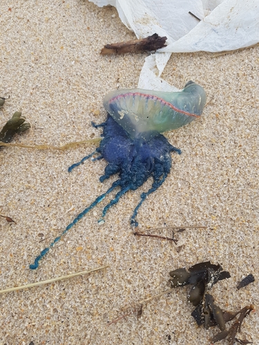 photo of Portuguese Man O' War (Physalia physalis)