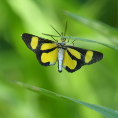Cyllopodini