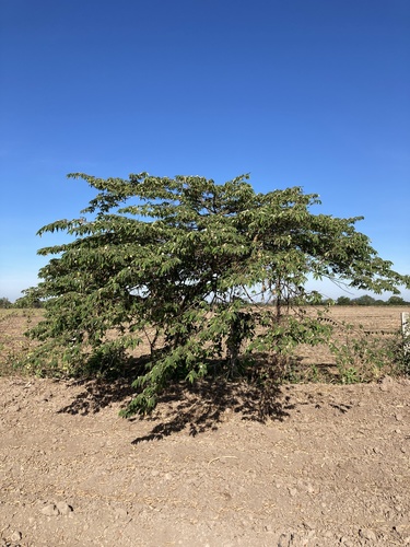 calabur tree