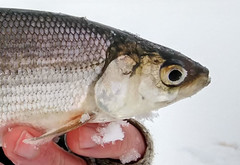 Coregonus artedi