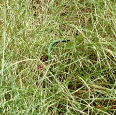 Hapsidophrys smaragdinus